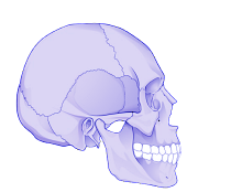 Cranial-System apex medical, Yemen أبكس ميديكال اليمن